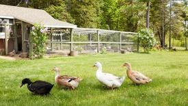 Duck Duck Goose: asset-mezzanine-16x9