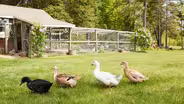 Duck Duck Goose