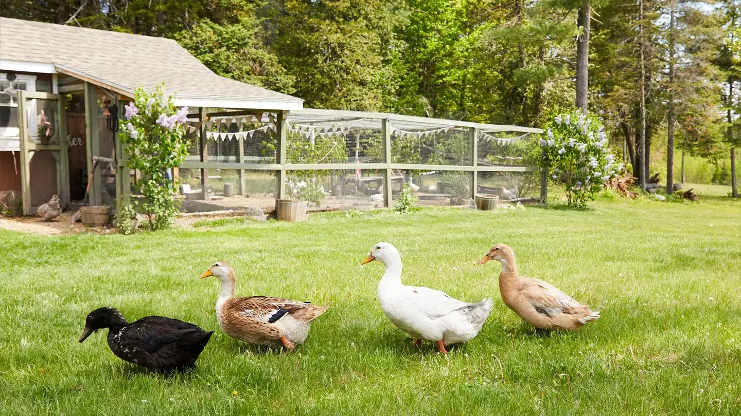 Duck Duck Goose
