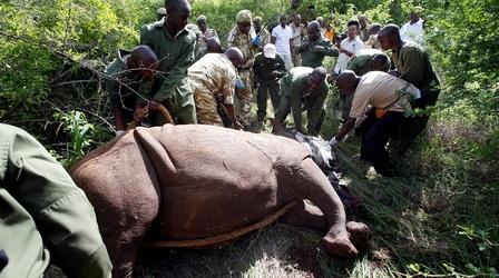 Video thumbnail: PBS NewsHour Kenya preserving rhino subspecies after last white male died