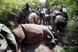 Kenya preserving rhino subspecies after last white male died