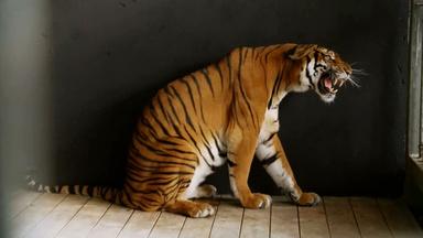 Lighting the South China Tiger