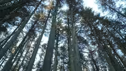 Keeping the Pinelands