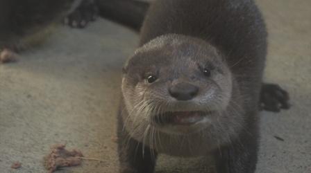 Video thumbnail: Camp TV From an Otter Point of View