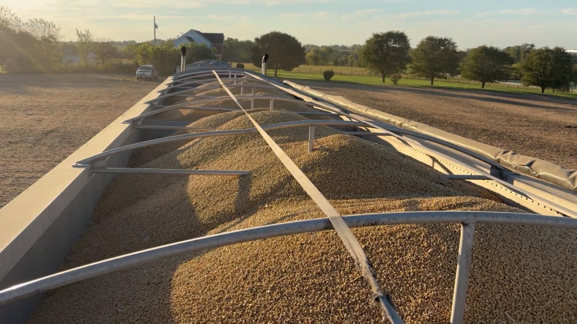 Growing Crisis for Kentucky Soybean Farmers