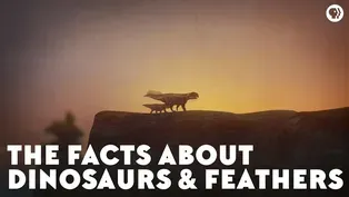 The Facts About Dinosaurs & Feathers