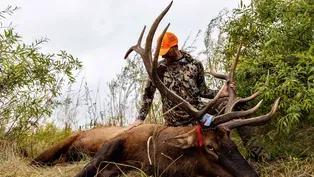 Elk in Ag Country