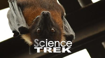 Video thumbnail: Science Trek Bats: Don't Be Scared of Bats