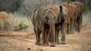 Behind the Scenes of a Historic Elephant Release