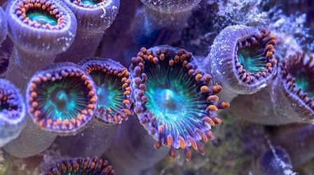 Video thumbnail: NOVA Reef Rescue Preview