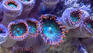 Reef Rescue Preview