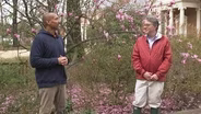 Spring-Blooming Magnolias & Planting Bare Root Strawberries