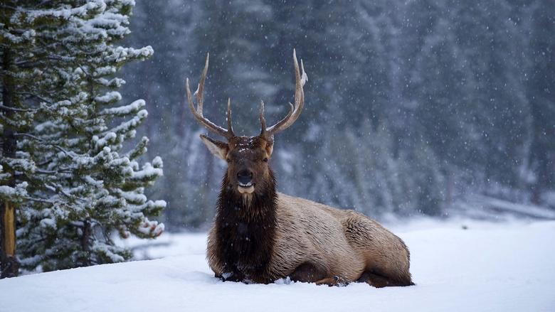 Great Yellowstone Thaw Image