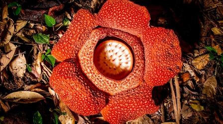 Video thumbnail: The Green Planet Meet the World's Biggest Flower