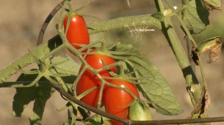 Video thumbnail: Prairie Yard & Garden How to Grow Good Tomatoes
