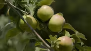 Cider Apples & Goodbye Roch