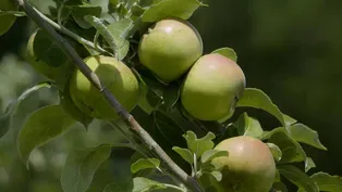 Cider Apples & Goodbye Roch