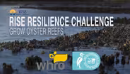 Grow Oyster Reefs