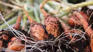 How do plants know which way is up?