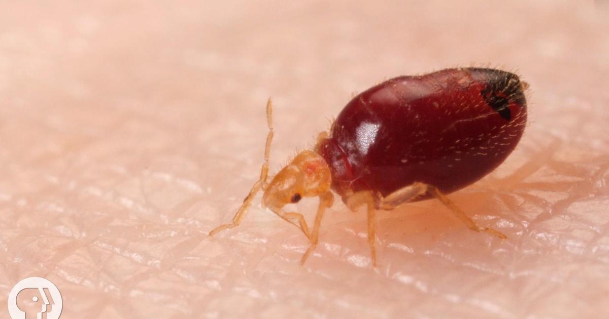 Deep Look | Watch Bed Bugs Get Stopped in Their Tracks | Season 6 | Episode 12