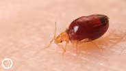 Watch Bed Bugs Get Stopped in Their Tracks