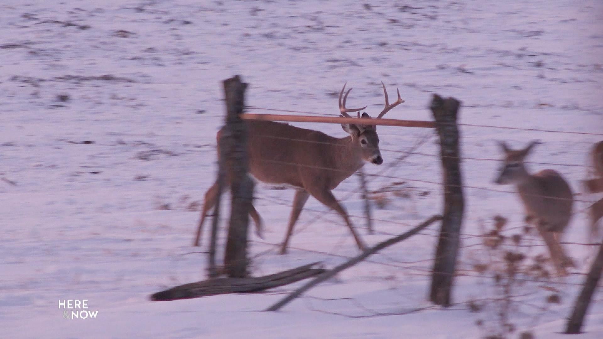 Wisconsin Hunters on Chronic Wasting Disease
