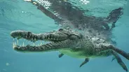 Inside NATURE – Cuba's Wild Revolution