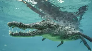 Inside NATURE – Cuba's Wild Revolution
