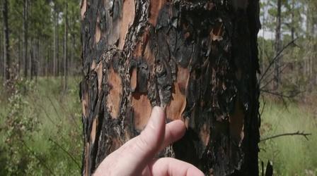 Video thumbnail: SciTech Now Croatan Forest