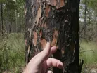 Croatan Forest