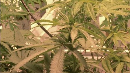 Official launch of NJ Cannabis Regulatory Commission