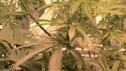 Official launch of NJ Cannabis Regulatory Commission
