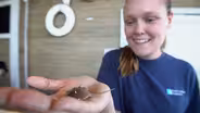 Horseshoe Crab
