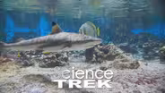 Fish: Sharks & Seahorses