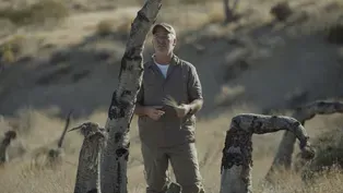 Fire Scar