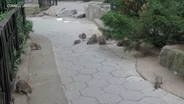 RATS & THE CITY