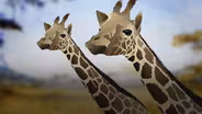 Why The Giraffe Got Its Neck