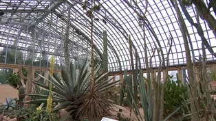 Desert Plant Raising the Roof of its Chicago Home
