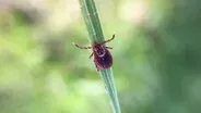 Tick Bites and Grassy Weeds