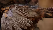 Pheasants in South Dakota