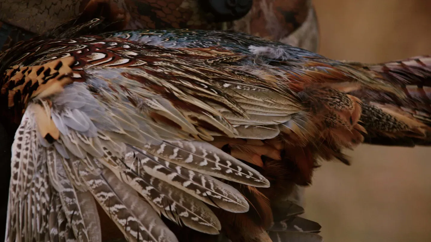 Pheasants in South Dakota