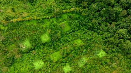 Video thumbnail: Overview Why This Unusual Pattern May Save the Rainforests