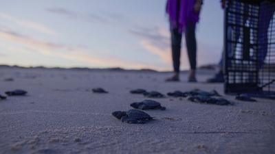 Turtle Hatching and Release