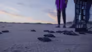 Turtle Hatching and Release
