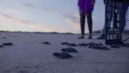 Turtle Hatching and Release