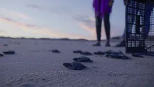 Turtle Hatching and Release