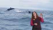 Why do dolphins jump in the air?