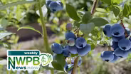 Student Visas Revoked in the NW and Financial Issues for Blueberry Farmers: April 23, 2025
