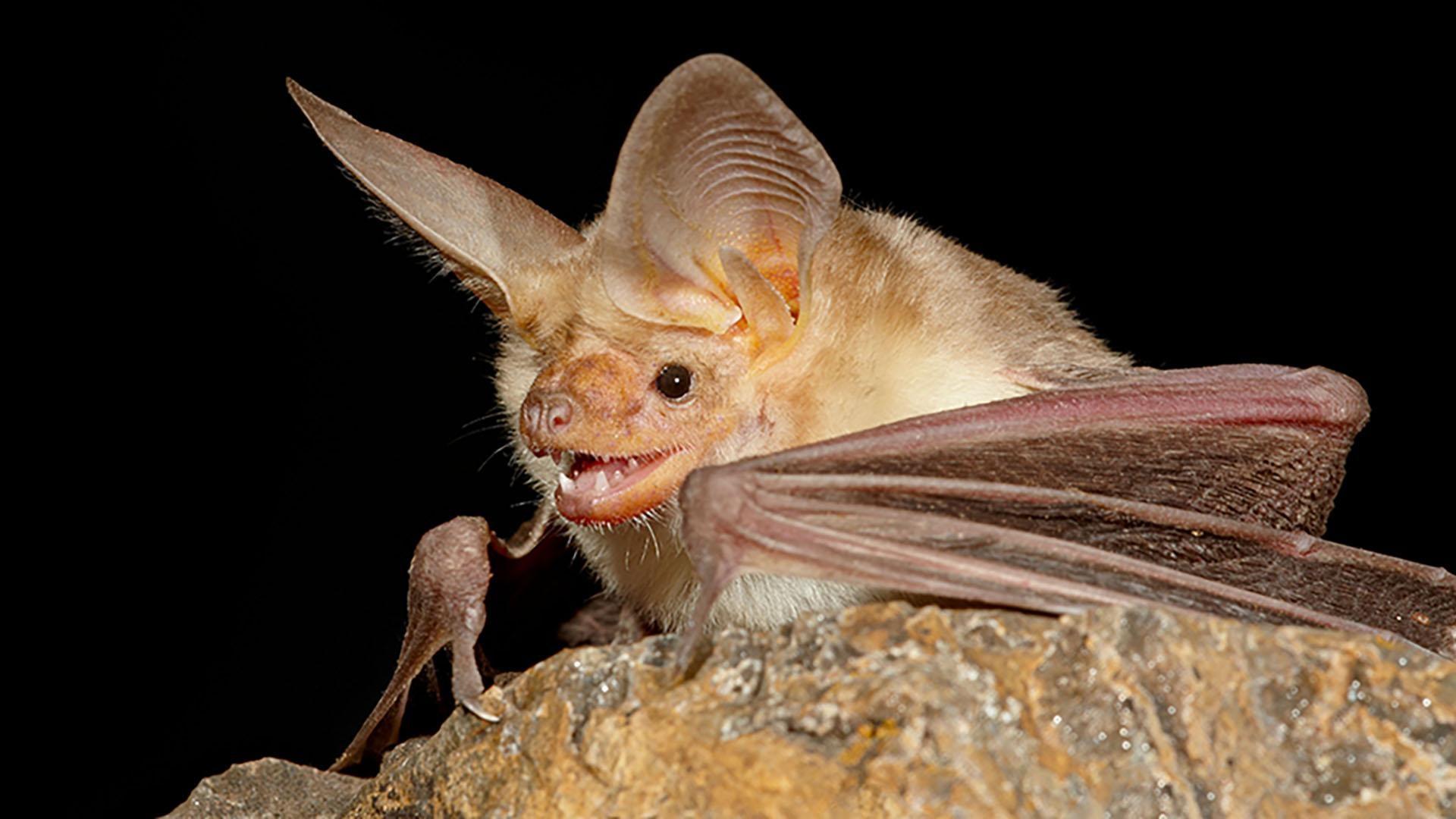 Pallid Bats vs. Scorpions Wonders of Mexico NJ PBS