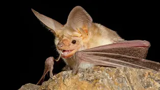 Pallid Bats vs. Scorpions